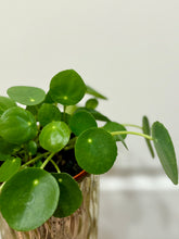 Load image into Gallery viewer, Chinese Money Plant (Pilea Peperomioides)