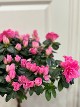 Load image into Gallery viewer, Florist Azaleas (Rhododendron simsii )