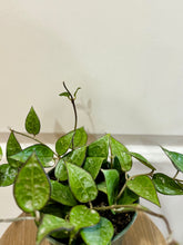 Load image into Gallery viewer, Hoya Verticillata “black margin”