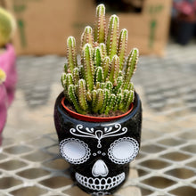 Load image into Gallery viewer, Halloween collection