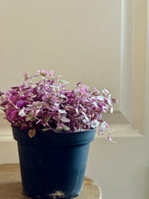 Load image into Gallery viewer, Tradescantia Pink Panther (Callisia C. Repens)