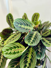 Load image into Gallery viewer, Red Prayer Plant (Maranta Leuconeura)