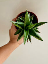 Load image into Gallery viewer, “Thai Tower” Sansevieria