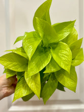 Load image into Gallery viewer, Neon Pothos (Neon Epipremnum Aureum )