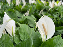 Load image into Gallery viewer, Peace lilies (spathiphyllum)