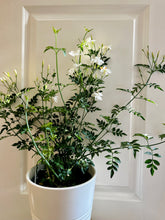 Load image into Gallery viewer, Common jasmine (jasminum officinale)