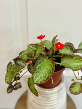 Load image into Gallery viewer, Flame violet (Episcia Cupreata)