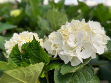 Load image into Gallery viewer, Hydrangeas