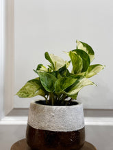 Load image into Gallery viewer, Manjula Pothos (Epipremnum aureum)