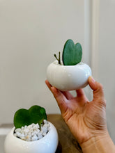 Load image into Gallery viewer, Classic Sweetheart Hoya (Hoya Kerrii)