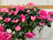 Load image into Gallery viewer, Florist Azaleas (Rhododendron simsii )