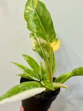 Load image into Gallery viewer, Ring of Fire Philodendron