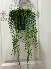 Load image into Gallery viewer, String of Pearls (Senecio Rowleyanus)