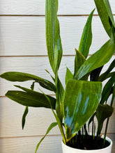 Load image into Gallery viewer, Cast Iron Plant (Aspidistra elatior)