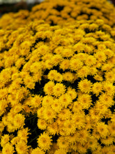 Load image into Gallery viewer, Mums