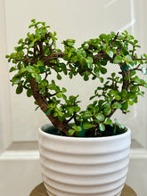 Load image into Gallery viewer, White lined planter