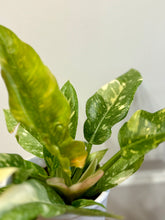 Load image into Gallery viewer, Ring of Fire Philodendron