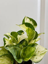 Load image into Gallery viewer, Manjula Pothos (Epipremnum aureum)