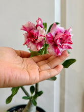 Load image into Gallery viewer, Grafted Desert rose (Adenium Obesum)