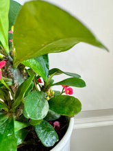 Load image into Gallery viewer, Crown of Thorns