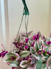 Load image into Gallery viewer, Tradescantia Nanouk (Tradescantia B. Variegata)