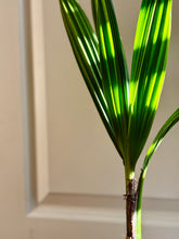 Load image into Gallery viewer, Coconut palm tree (Cocos nucifera)