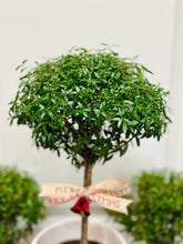 Load image into Gallery viewer, Heirloom Myrtle Topiary (Myrtus Communis)