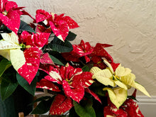 Load image into Gallery viewer, Sparkle poinsettias