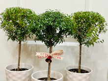 Load image into Gallery viewer, Heirloom Myrtle Topiary (Myrtus Communis)