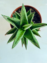 Load image into Gallery viewer, “Thai Tower” Sansevieria