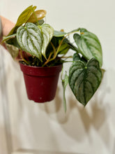 Load image into Gallery viewer, Silver leaf Philo (Philodendron Brandtianum)