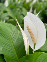 Load image into Gallery viewer, Peace lilies (spathiphyllum)