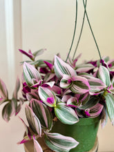 Load image into Gallery viewer, Tradescantia Nanouk (Tradescantia B. Variegata)