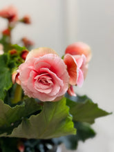 Load image into Gallery viewer, Rieger Begonias