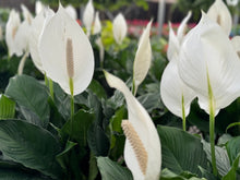 Load image into Gallery viewer, Peace lilies (spathiphyllum)