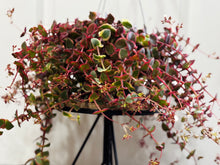 Load image into Gallery viewer, Variegated Calico Kitten (var. Crassula pellucida)