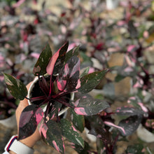 Load image into Gallery viewer, Pink Princess Philodendron