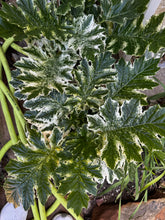 Load image into Gallery viewer, Whitewater Acanthus