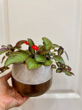 Load image into Gallery viewer, Flame violet (Episcia Cupreata)