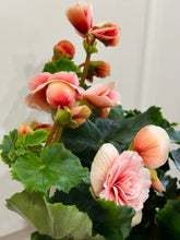 Load image into Gallery viewer, Rieger Begonias