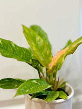 Load image into Gallery viewer, Ring of Fire Philodendron