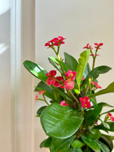 Load image into Gallery viewer, Crown of Thorns