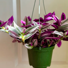 Load image into Gallery viewer, Tradescantia Nanouk (Tradescantia B. Variegata)