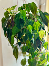 Load image into Gallery viewer, Velvet Heartleaf Philodendron (Philodendron Micans )