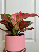 Load image into Gallery viewer, Red Valentine Chinese Evergreen (Aglaonema)