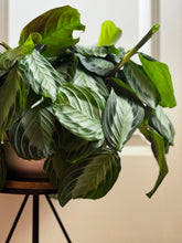 Load image into Gallery viewer, Silver Band Prayer Plant (Leuconeura Maranta Silver Band)