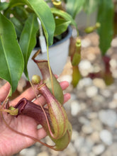 Load image into Gallery viewer, Pitcher Plants (Nepenthes)