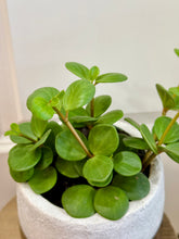 Load image into Gallery viewer, Peperomia Hope (Peperomia Tetraphylla )