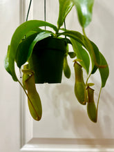 Load image into Gallery viewer, Pitcher Plants (Nepenthes)