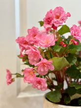Load image into Gallery viewer, Rieger Begonias